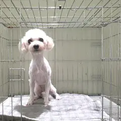 여주시 흰색 비숑 프리제 암컷