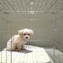 여주시 크림색 믹스견 암컷