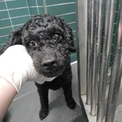 춘천시 검정색 푸들 수컷