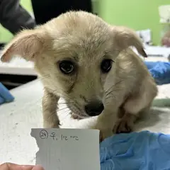 춘천시 옅은 황색 믹스견 암컷