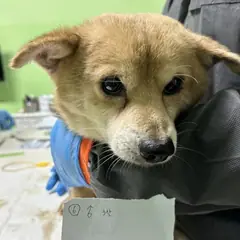 춘천시 황갈색 믹스견 수컷