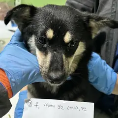 춘천시 검정&황갈색 믹스견 암컷
