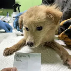 춘천시 황갈색 믹스견 암컷