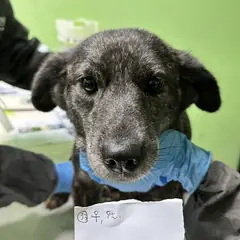 춘천시 검정색 믹스견 암컷