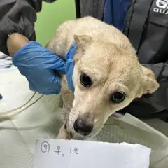 춘천시 옅은 황색 믹스견 암컷