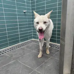 춘천시 흰색 믹스견 암컷
