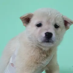 춘천시 흰색 믹스견 수컷