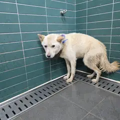 춘천시 흰색 믹스견 암컷