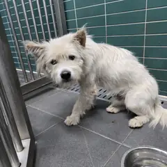 춘천시 흰색 믹스견 수컷