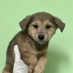 춘천시 황갈색 믹스견 암컷