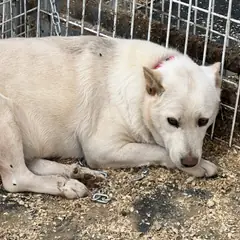 춘천시 흰색 믹스견 암컷