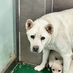 춘천시 황갈색 믹스견 암컷