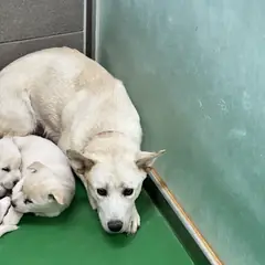 춘천시 흰색 믹스견 암컷