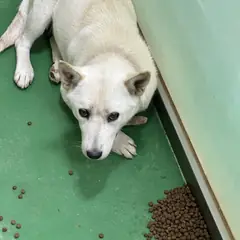 춘천시 흰색 믹스견 암컷
