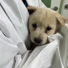 춘천시 흰색 믹스견 암컷
