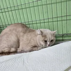 춘천시 기타(연갈색) 브리티시 쇼트헤어 수컷