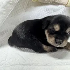 원주시 검정색 믹스견 수컷