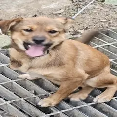 원주시 갈색 믹스견 암컷