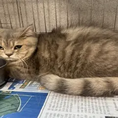 원주시 기타(갈,회색) 한국 고양이 암컷