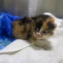 강릉시 검은색흰색황토색조합 한국 고양이 암컷