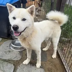 강릉시 흰색 진도견 수컷