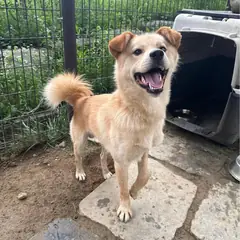 강릉시 갈색 믹스견 수컷