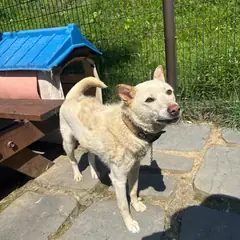 강릉시 흰색 진도견 암컷