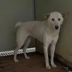 강릉시 흰색 진도견 암컷