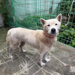 강릉시 흰색 진도견 암컷