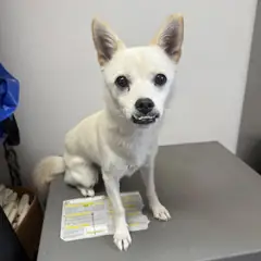 강릉시 흰색 믹스견 암컷
