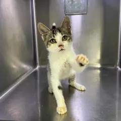강릉시 기타(고등어색) 한국 고양이 수컷