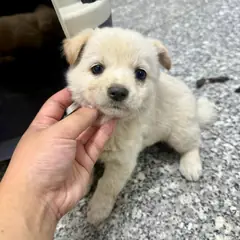 강릉시 크림색 믹스견 암컷