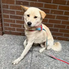 강릉시 흰색 믹스견 수컷