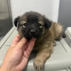 강릉시 갈색 믹스견 암컷