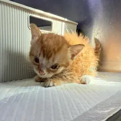 강릉시 레몬색&흰색 한국 고양이 수컷