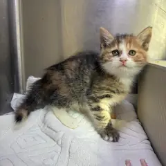 강릉시 검은색흰색황토색조합 한국 고양이 암컷