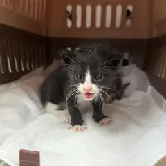 강릉시 기타(검정,흰색) 한국 고양이 성별 미상