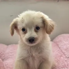 동해시 크림색 믹스견 암컷