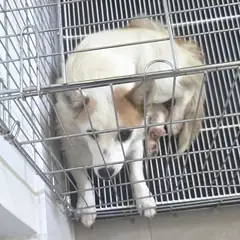 동해시 금색&흰색 믹스견 암컷