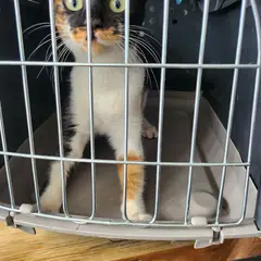 태백시 검은색흰색황토색조합 한국 고양이 수컷