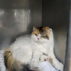 속초시 기타(흰/검/황) 믹스묘 암컷