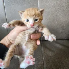 속초시 레몬색&흰색 한국 고양이 암컷