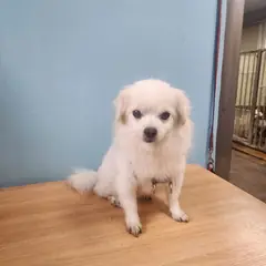 속초시 흰색 믹스견 수컷