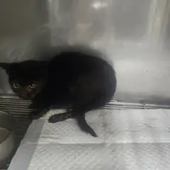 속초시 검정색 한국 고양이 성별 미상