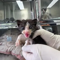 삼척시 흰색/검은색 얼룩무늬 한국 고양이 수컷
