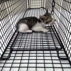 삼척시 기타(고등어) 한국 고양이 암컷