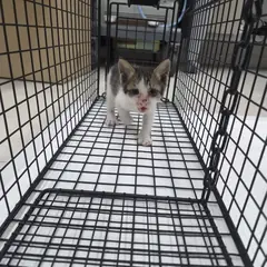 삼척시 기타(고등어색) 한국 고양이 수컷