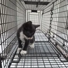 삼척시 흰색/검은색 얼룩무늬 한국 고양이 암컷