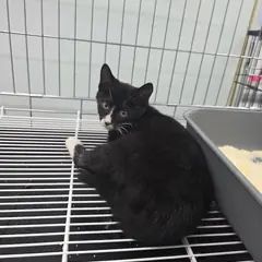 삼척시 기타(검,흰색) 한국 고양이 수컷