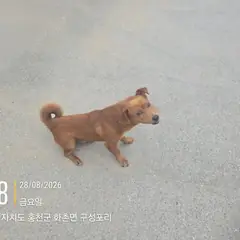 홍천군 갈색 믹스견 수컷